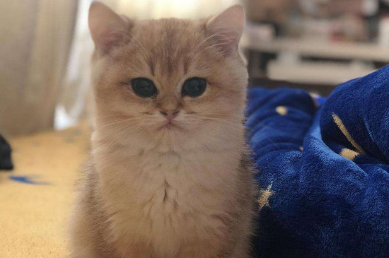 猫咪呼噜声代表什么