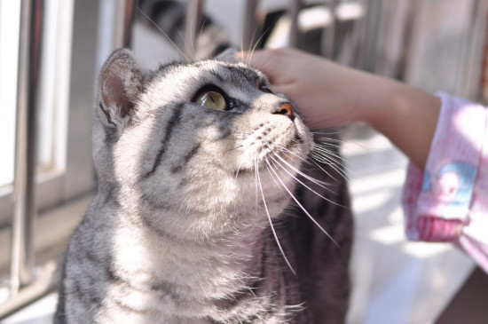 猫咪便便有虫白色像蛆，多是感染绦虫要及时驱虫