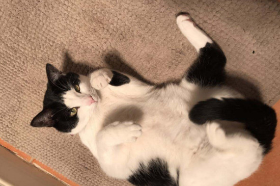奶牛猫很皮怎么办，怎么才能让奶牛猫安静