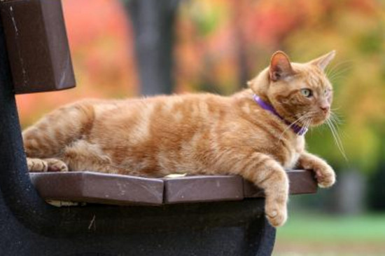 怎样能让橘猫瘦下来