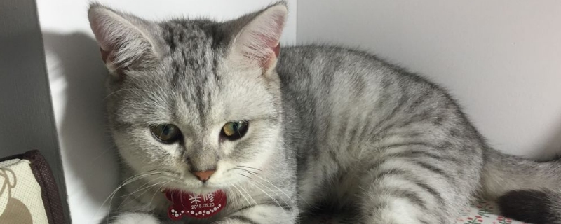 小猫脐带剪了要打结吗