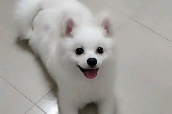 狗一直舔自己的后爪子