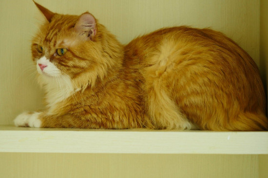 为什么土猫不用打疫苗