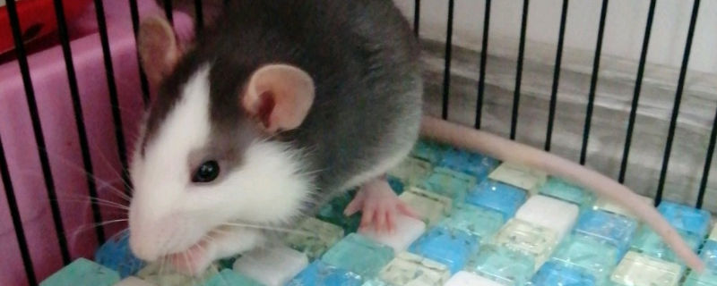 花枝鼠出生几天断奶