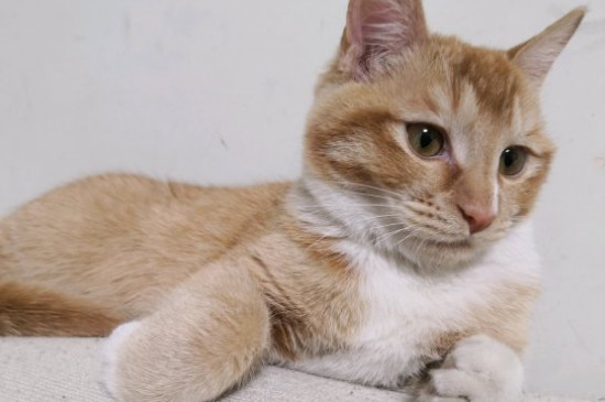 猫的嫉妒心有多强