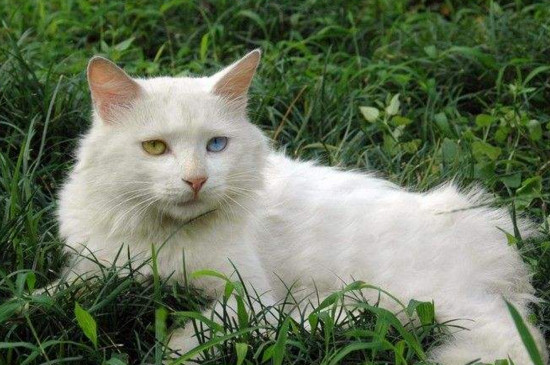 怎么判断狮子猫纯不纯