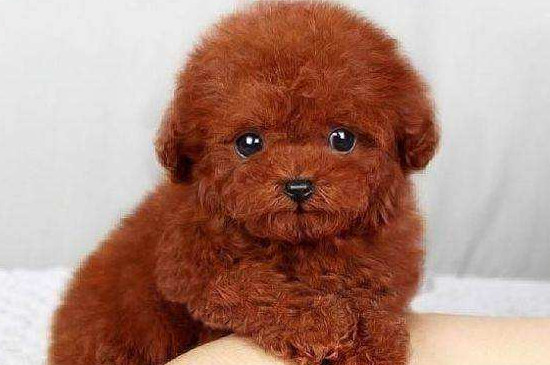 泰迪幼犬喂养注意事项
