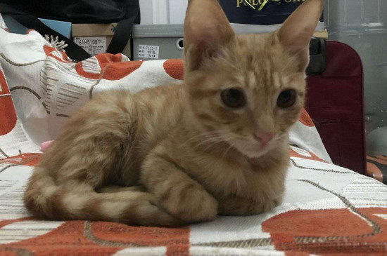 猫咪打针时间
