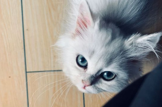 猫说人话不能接的原因，为什么不要和猫对视
