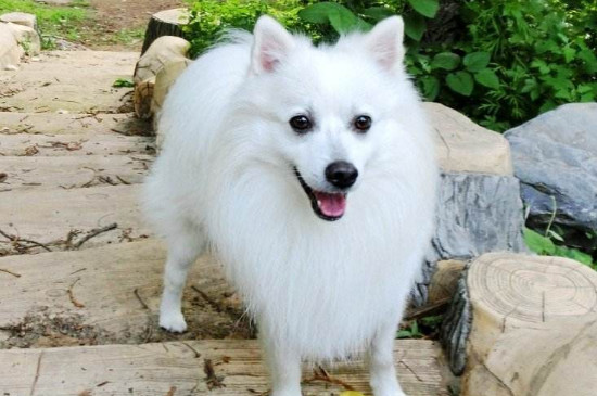 银狐犬掉毛吗