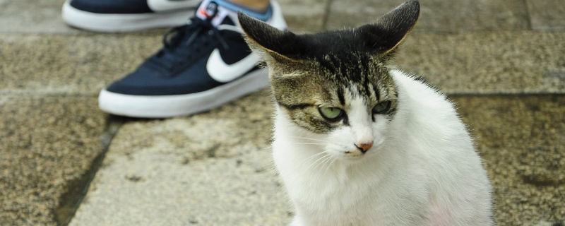 流浪猫为什么要跟着人