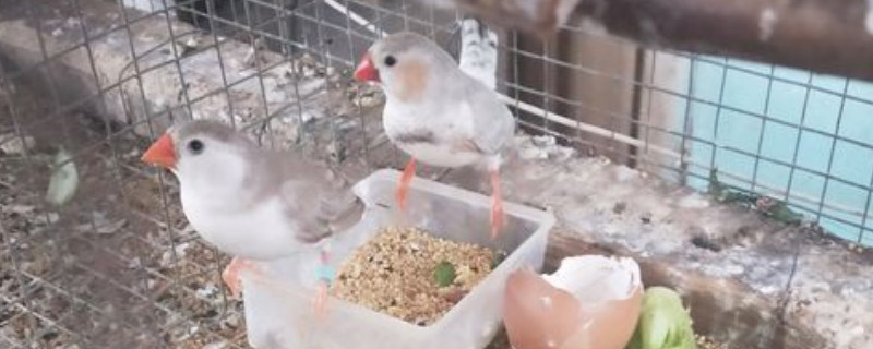 珍珠鸟养一只会孤独吗