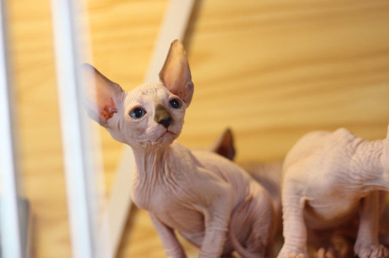 不容易掉毛的猫