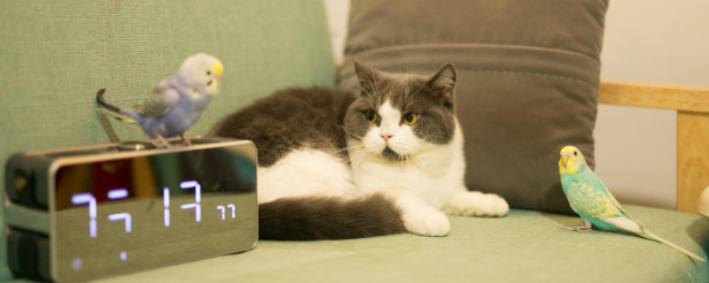 猫中柯基是什么猫