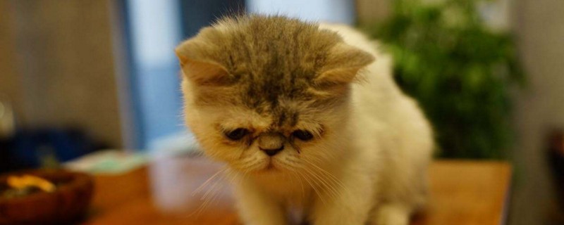 猫一直流口水吊在嘴边