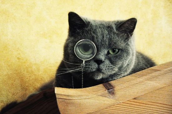 豆腐猫砂可以冲厕所吗