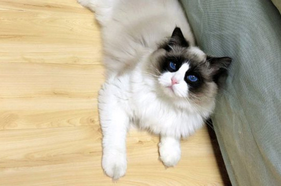 猫说人话不能接的原因，为什么不要和猫对视