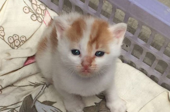 猫咪没事老是吧唧嘴