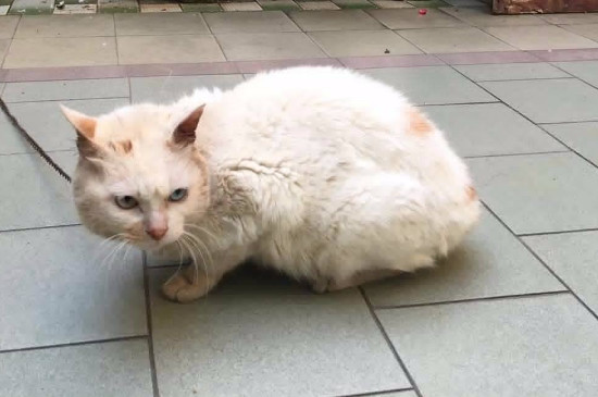 猫抓到出血要打针吗