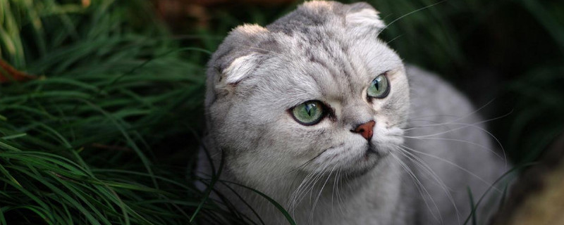 打猫时猫为什么不反抗