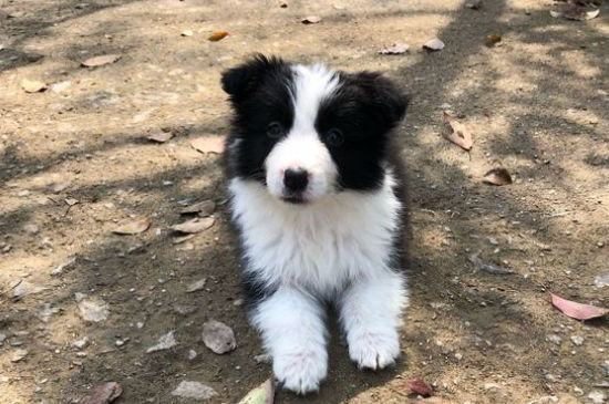 狗狗狂犬病潜伏期症状，狗狂犬病的前兆是什么样的