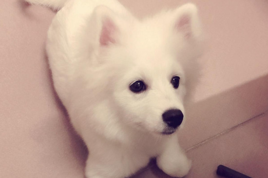 银狐犬寿命