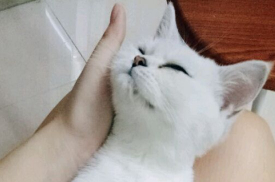 猫下巴脱毛秃了红红的