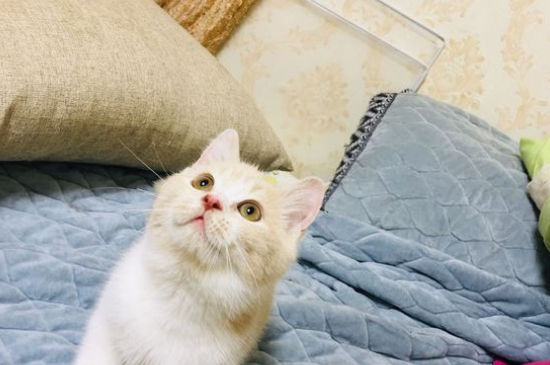 猫肠炎症状