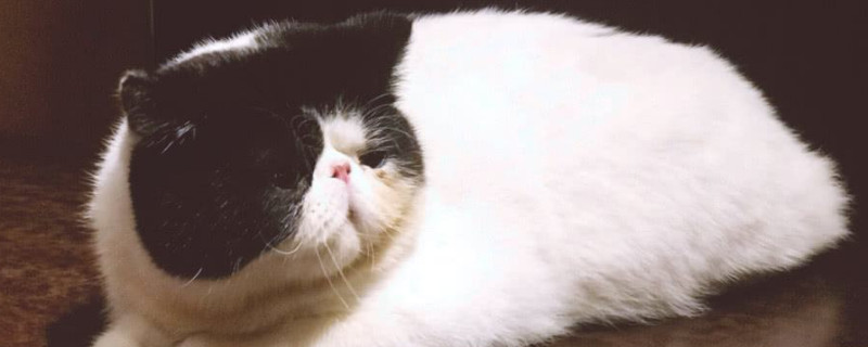 异国短毛猫是加菲猫吗