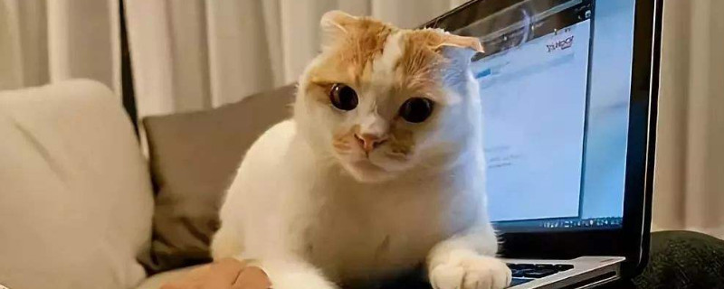 猫可以吃生鸡肉吗