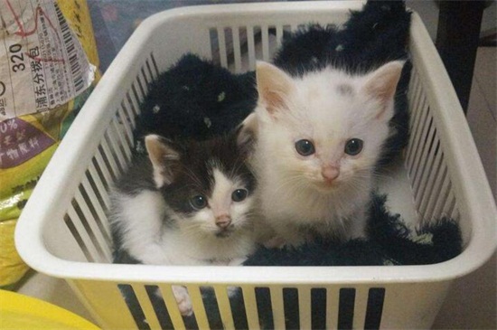 怀孕接触猫狗有无影响