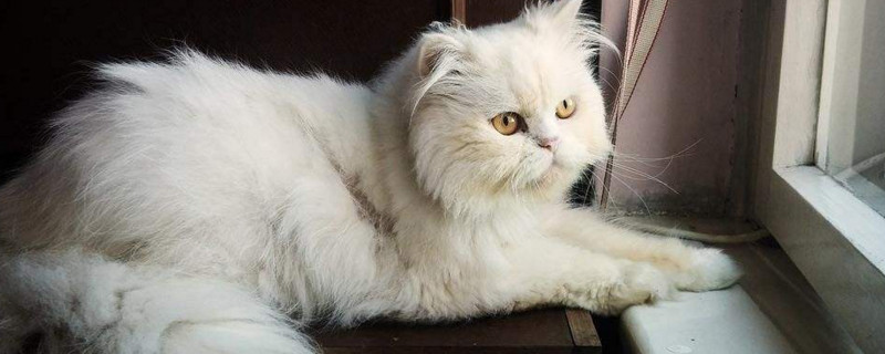 猫咪聪明的表现