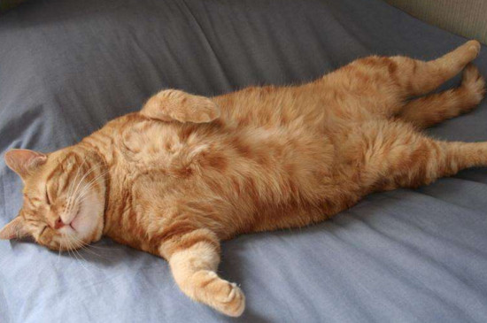 猫咪经常挨打会怎样