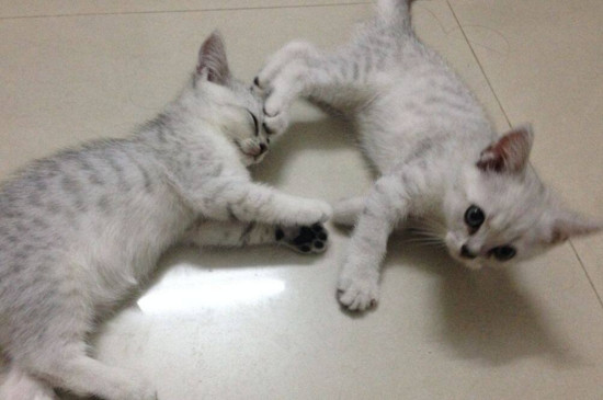 猫洗完澡没精神正常吗