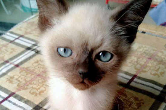 三个月的猫多重
