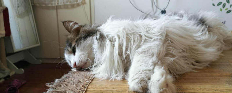 长毛猫怎么打理毛发