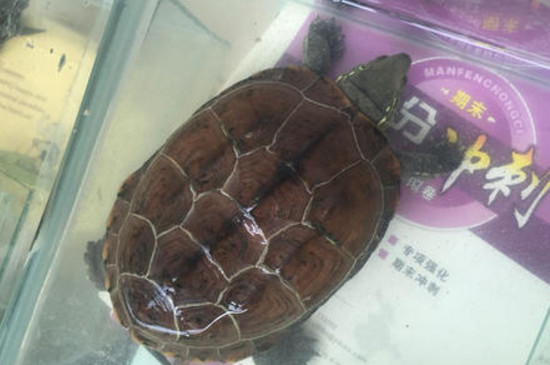 中华草龟买多大的好养
