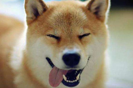 为什么养秋田犬的人少