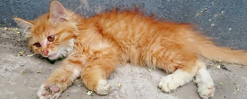 小猫脱肛会自愈吗
