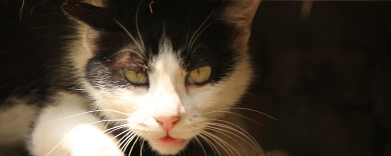 猫在晚上看得见吗