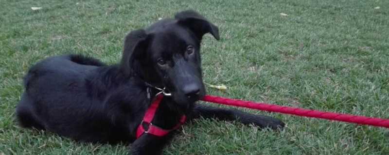 黑熊犬和黑狼犬哪个凶