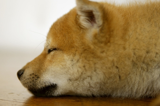 狗狗感冒和犬瘟的区别