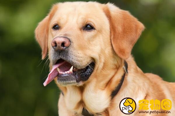 拉布拉多犬不建议家养，不仅无法看家还特爱掉毛