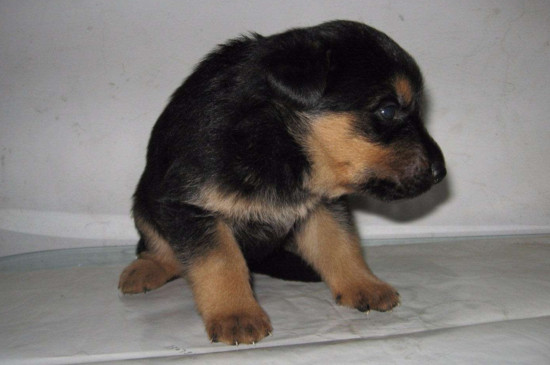 德牧幼犬喂养技巧