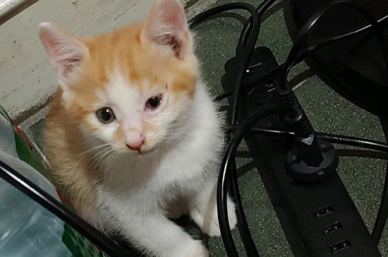 怎么才能知道猫认主人