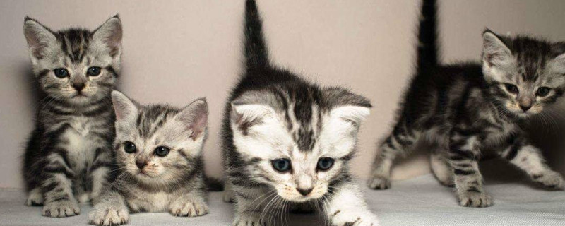 小猫多久可以离开母猫