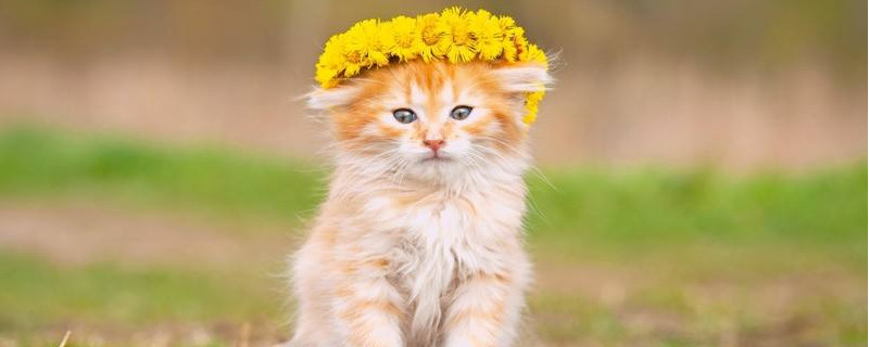 猫只吐不拉稀