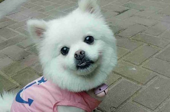 新手如何养博美犬
