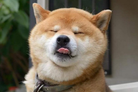 柴犬丢了一般会躲哪里