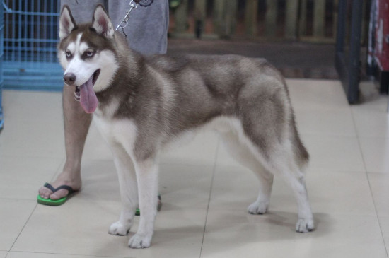 哈士奇为什么不能当警犬，二哈当警犬有三种后果